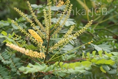 Adenanthera pavonina